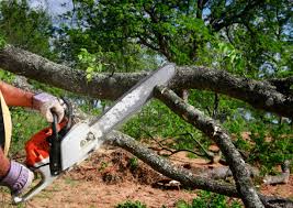 How Our Tree Care Process Works  in  Englewood, NJ